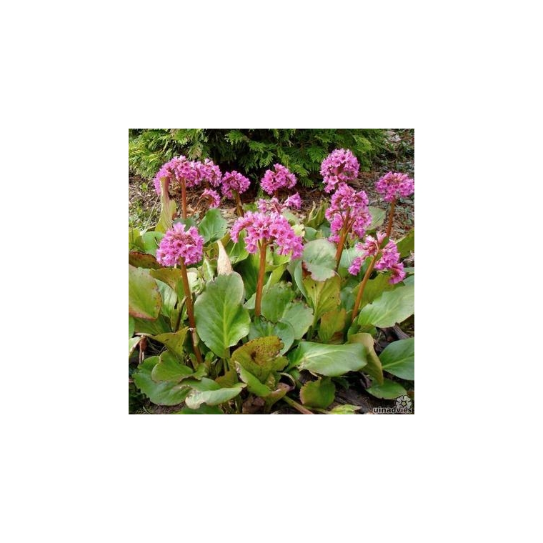 Bergenia cordifolia