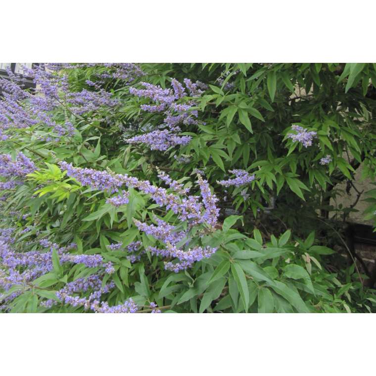 Vitex agnus-castus 