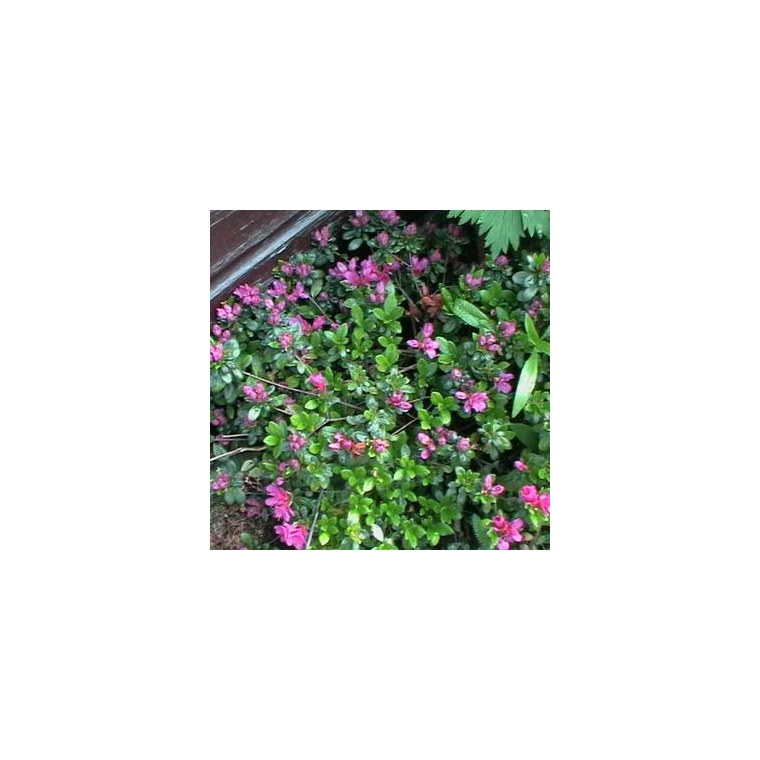 Rhododendron'Arends Favorit' 