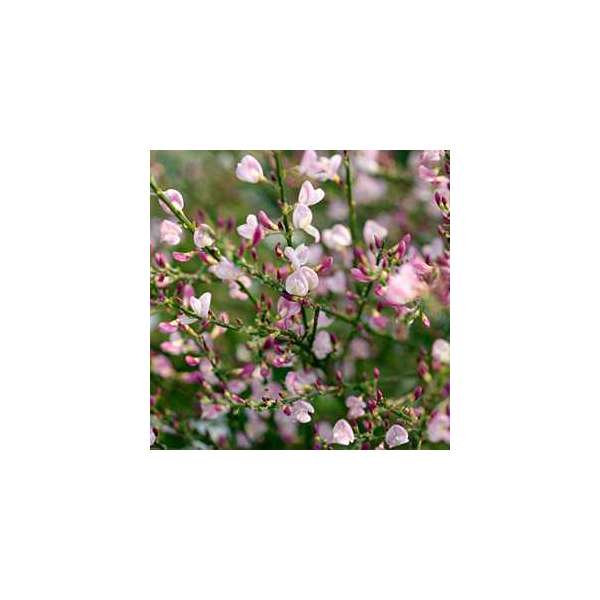 Cytisus scoparius'Moyclare Pink' 