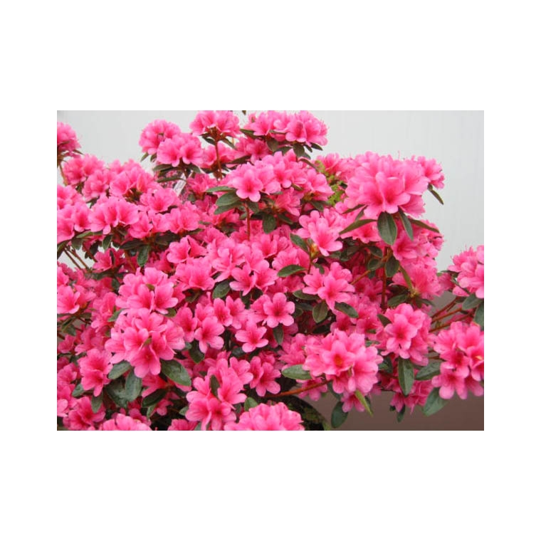 Azalea japonica'Silvester' 