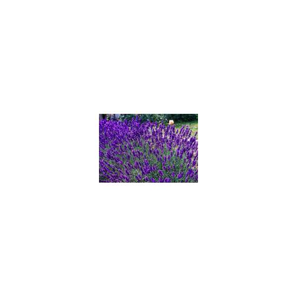 Lavandula angustifolia'Dwarf Blue' 