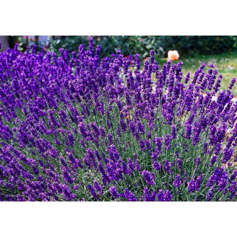Lavandula angustifolia'Munstead'