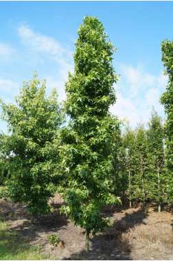 Liquidambar styraciflua'Slender Silhouette' 