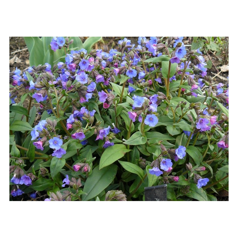 Pulmonaria angustifolia'Blue Ensign'