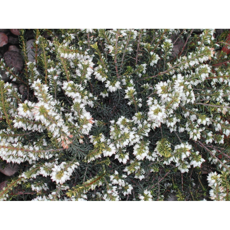 Erica darleyensis'White Perfection' 