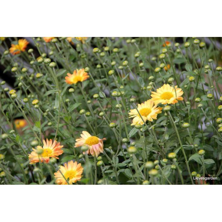 Dendranthema indicum'Dernier Soleil'