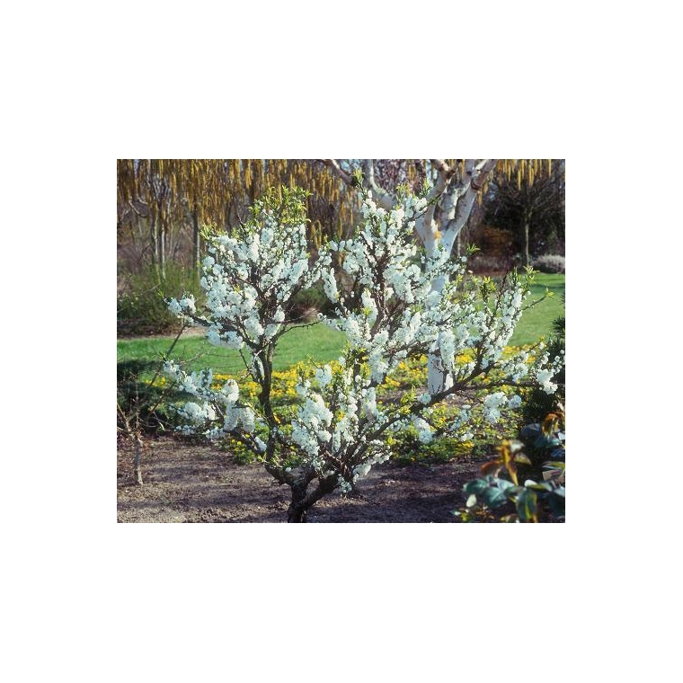 Prunus persica'White Peachy' 