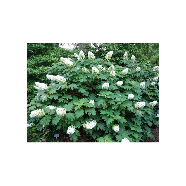 Hydrangea quercifolia'Snow Queen' 