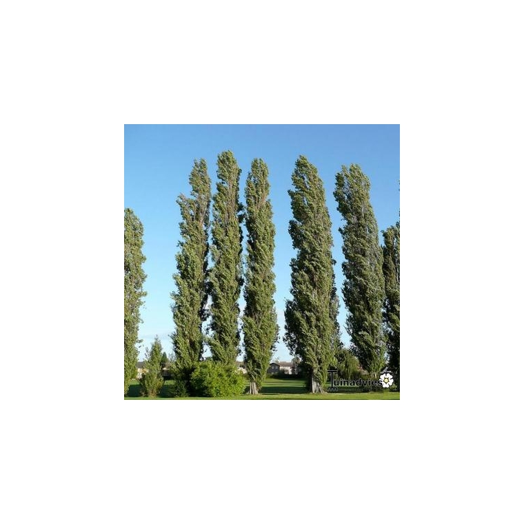 Populus nigra'Italica' 