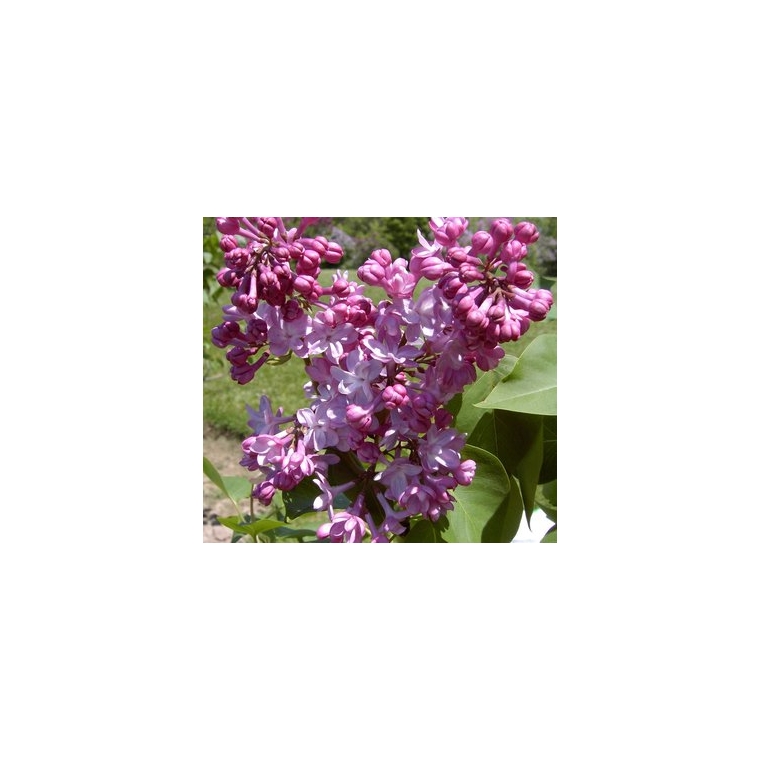 Syringa vulgaris'Belle de Nancy' 