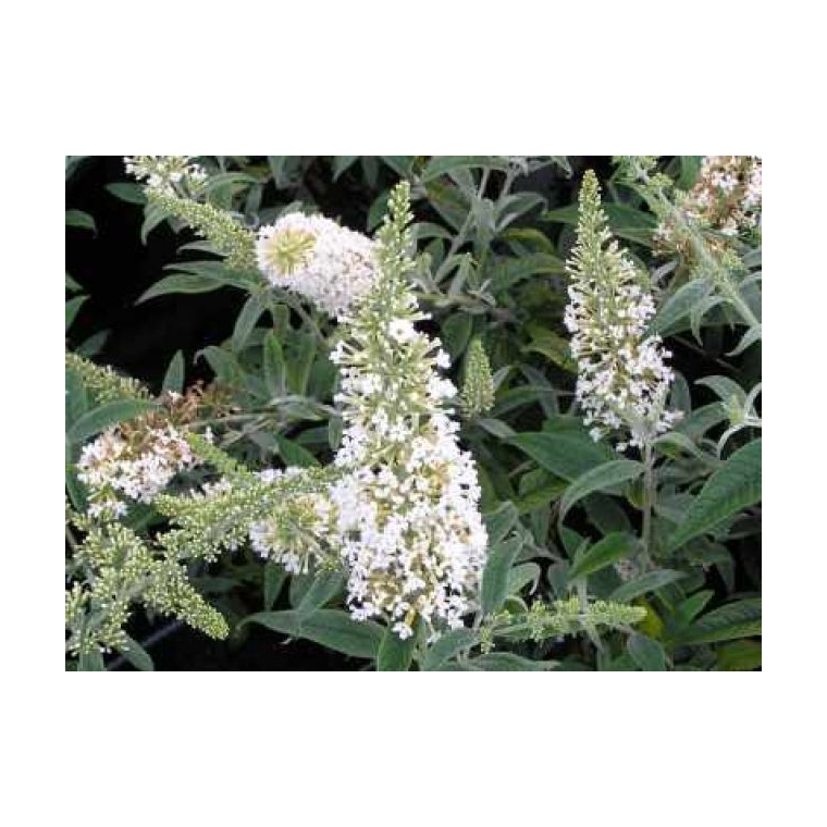 Buddleja davidii'Nanho White' 