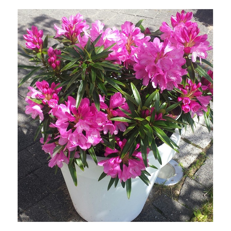 Rhododendron ponticum'Graziella' 