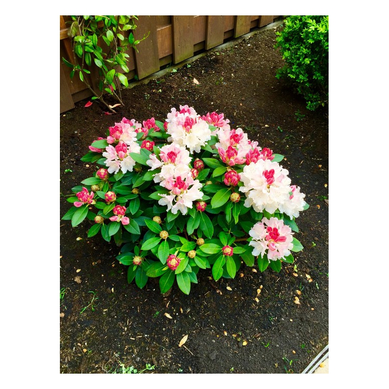 Rhododendron yakushimanum'Dreamland' 