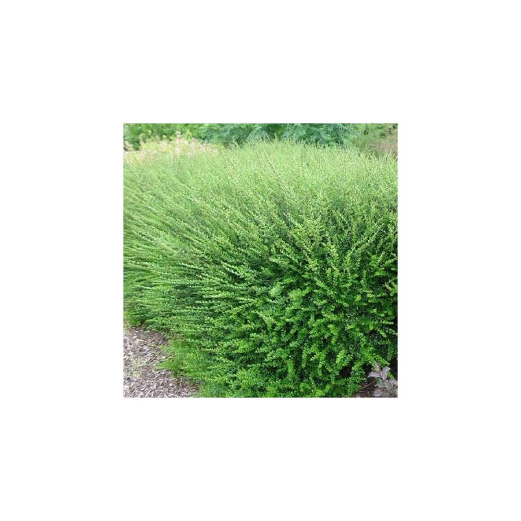 Lonicera nitida'Elegant' 