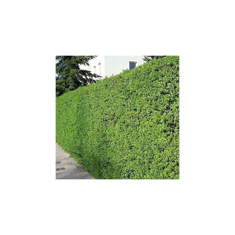 Ligustrum ovalifolium 