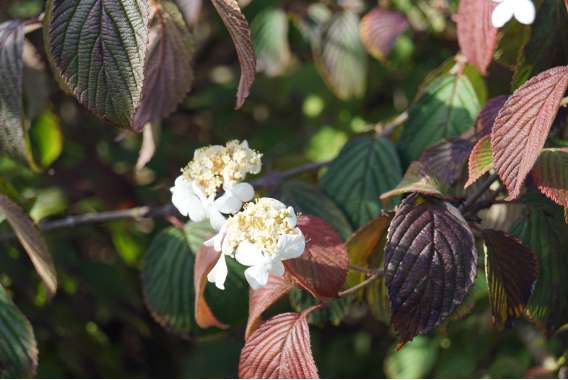 Viburnum plicatum'Rowallane' 