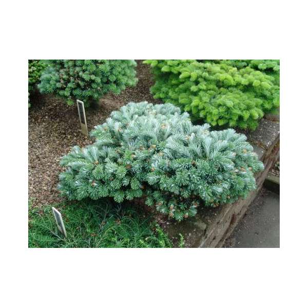 Abies veitchii'Rumburk' 