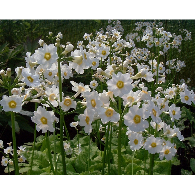 Primula japonica'Alba'