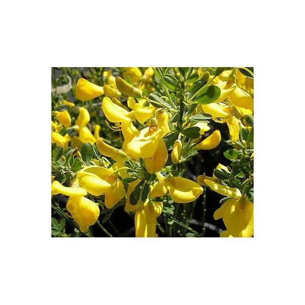 Cytisus'Golden Sunlight' 