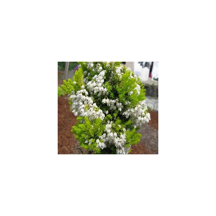 Erica arborea'Estrella Gold' 