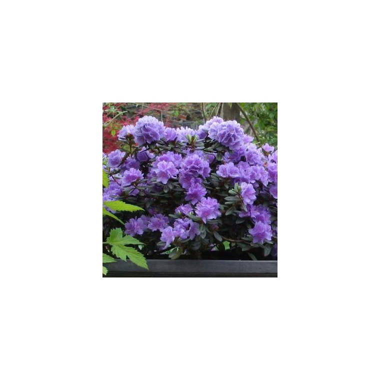 Rhododendron'Ramapo' 