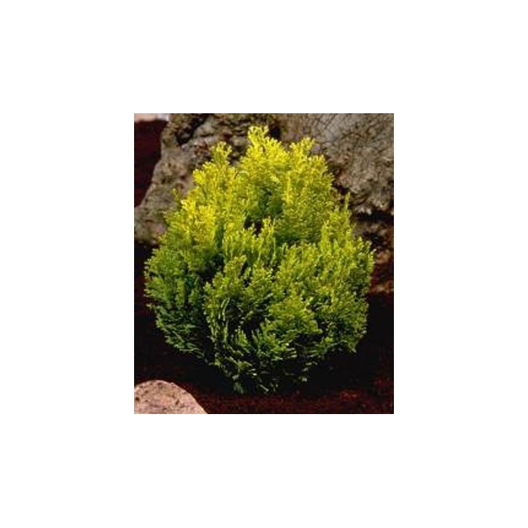 Chamaecyparis lawsoniana'minima Aurea' 
