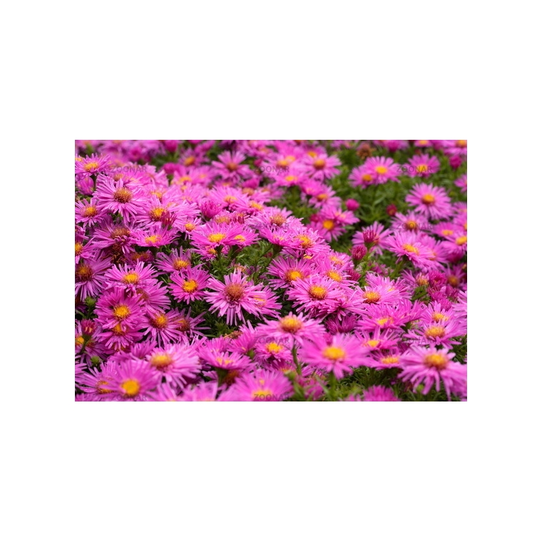 Aster dumosus'Alice Haslam'