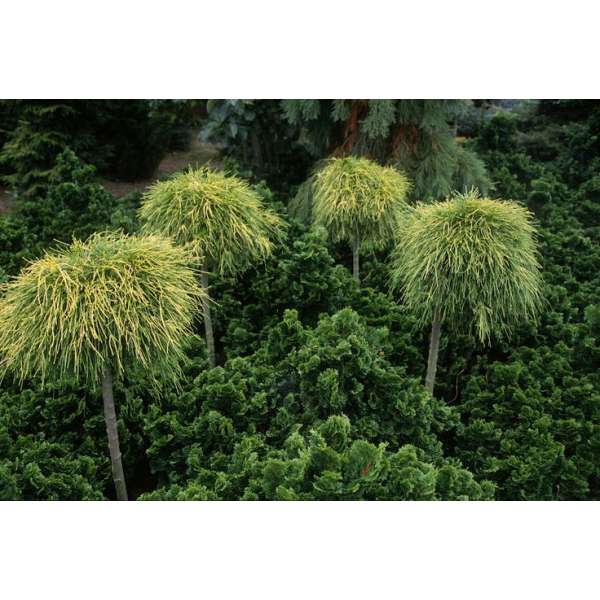 Platycladus orientalis'Franky Boy' 