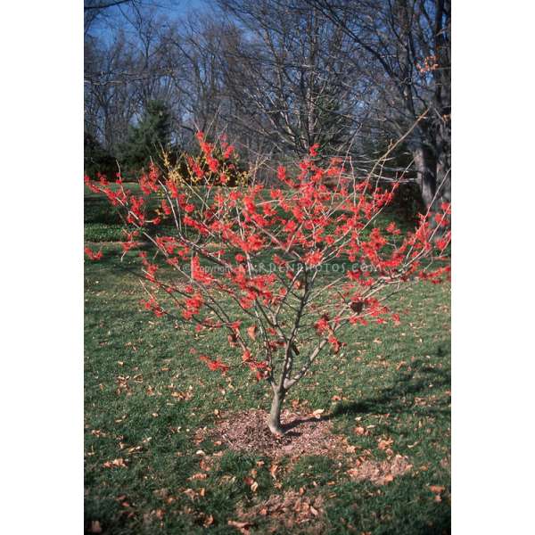Hamamelis intermedia'Diane' 