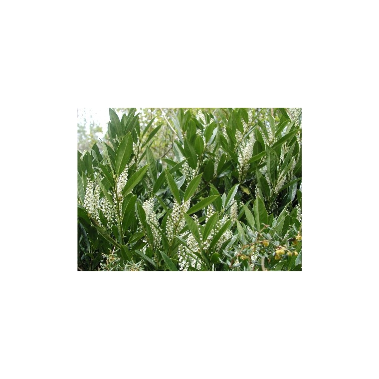Prunus laurocerasus'Caucasica' 