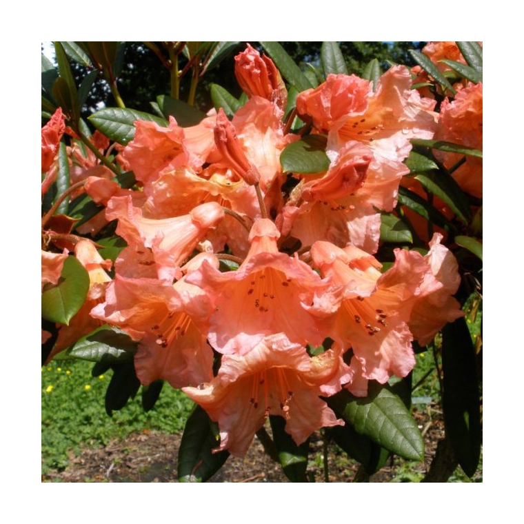 Rhododendron'Tortoiseshell Orange' 