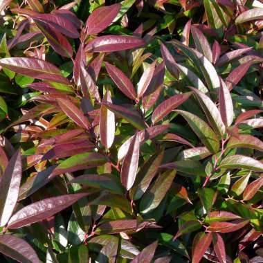 Leucothoe keiskei'Royal Ruby' 