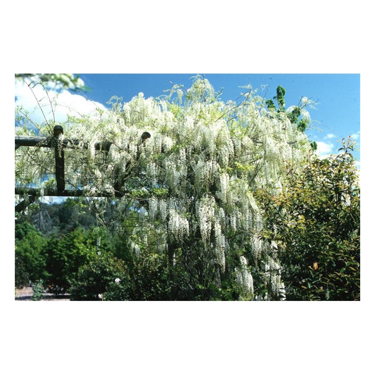 Wisteria sinensis'Alba' 