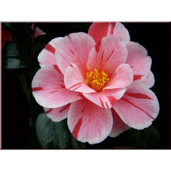 Camellia japonica'Oki-No-Nami' 