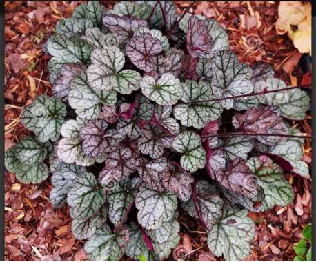 Heuchera'Glitter'