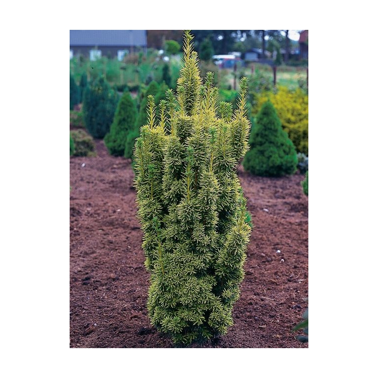 Taxus baccata'David' 