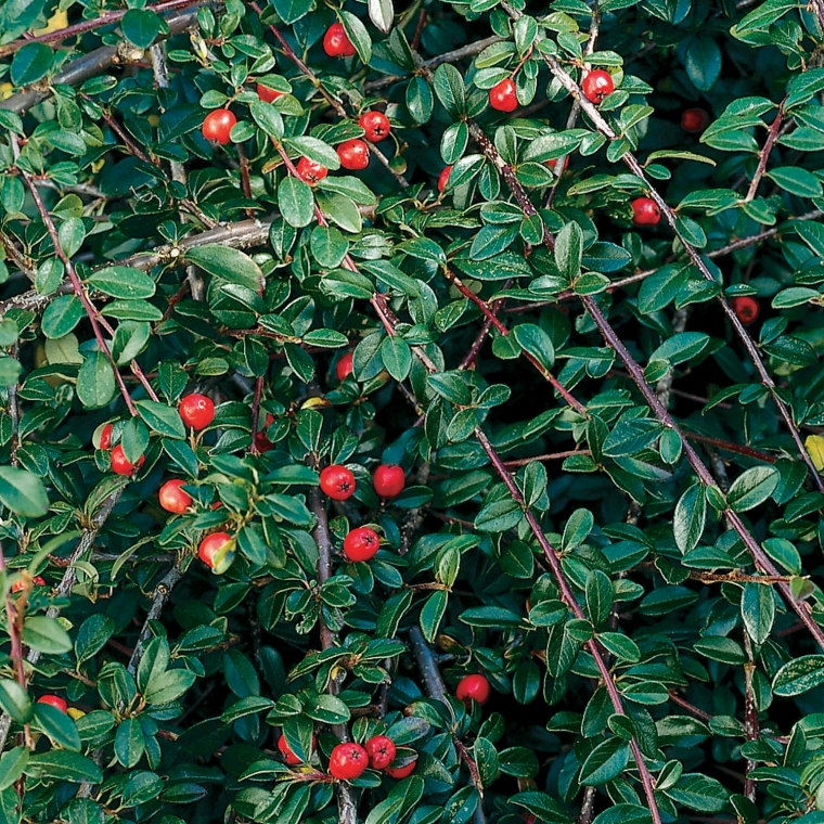 Cotoneaster dammeri'Schoon' 