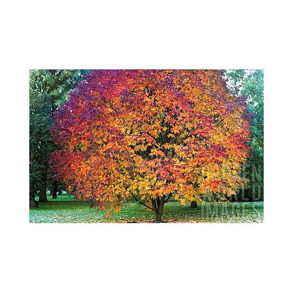 Acer maximowiczianum 