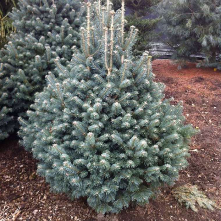 Abies lasiocarpa'Micolas' 