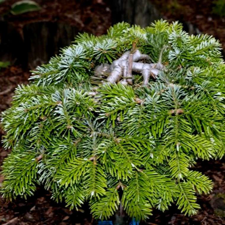 Abies nordmanniana'Hassel' 
