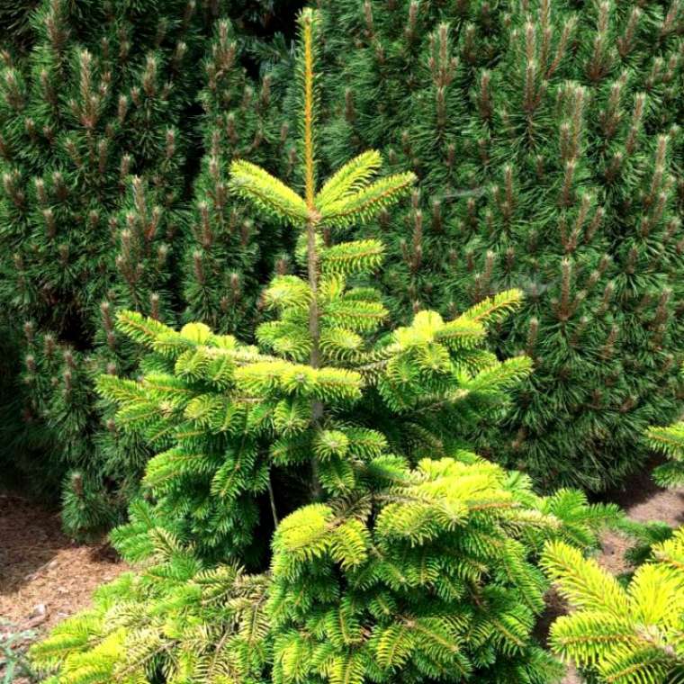 Abies nordmanniana'Midwinter Gold' 