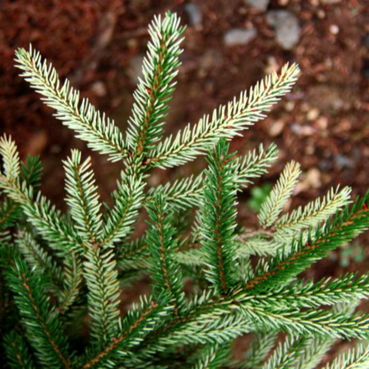 Picea orientalis'Sulphur Flush' 