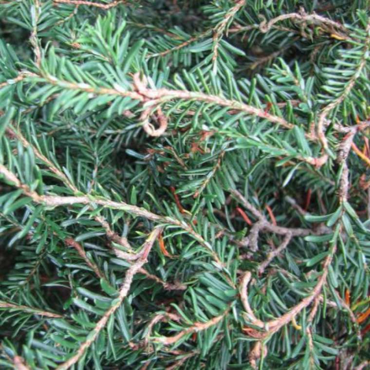 Tsuga canadensis'Horsford Contorta' 