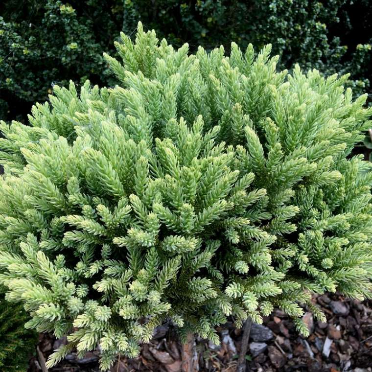 Cryptomeria japonica'hide' 