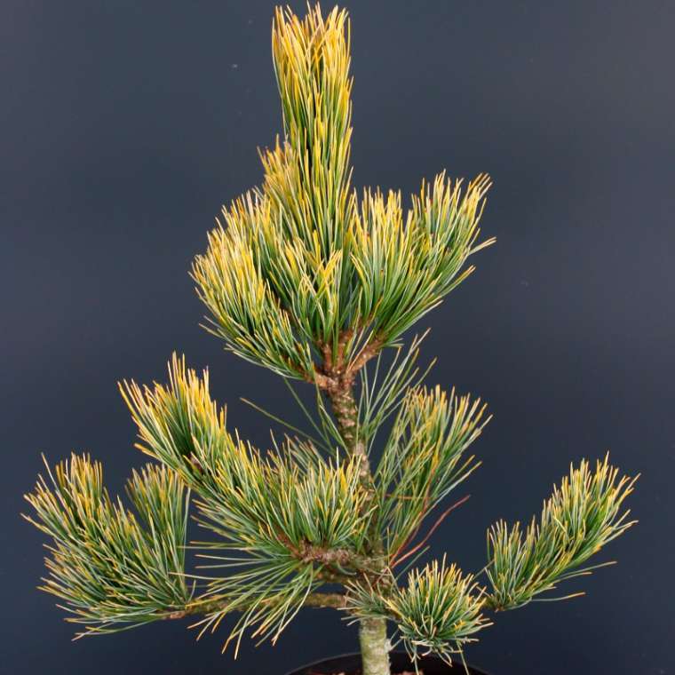 Pinus cembra'Aurea' 
