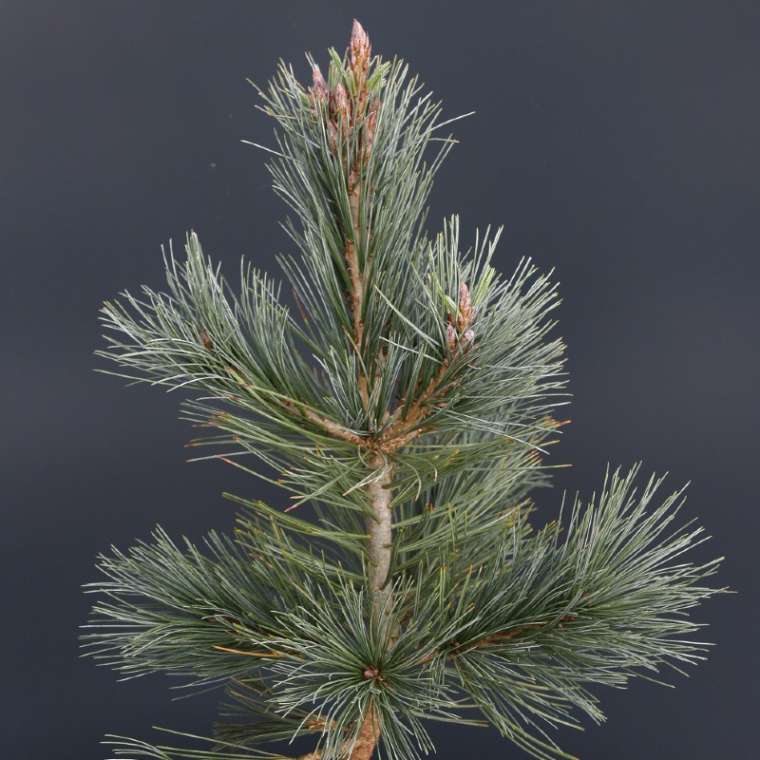 Pinus sylvestris'Martham' 
