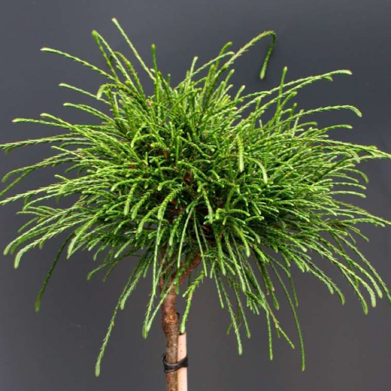 Thuja plicata'Whipcord' 