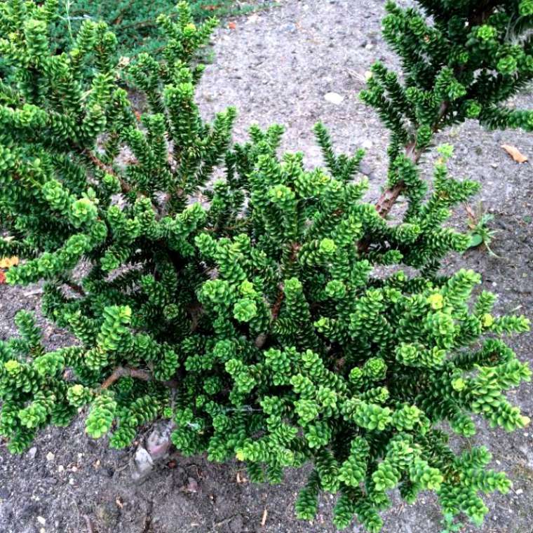 Taxus bacata'Amersfoort' 