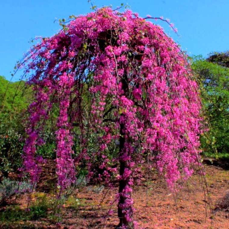 Cercis canadensis'Golden Falls' 